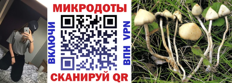 закладка  Свирск  Псилоцибиновые грибы Psilocybe 